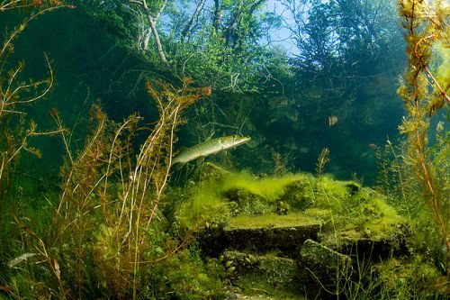 Pike in the pond of Ekeren