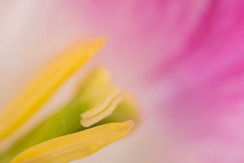 Looking inside a tulip blossom by Monika Scheurer