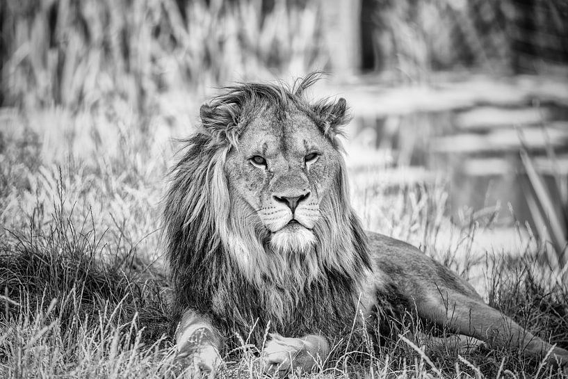 Löwen-Portrait von Hans Vos Fotografie