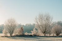 Frosted field at sunrise