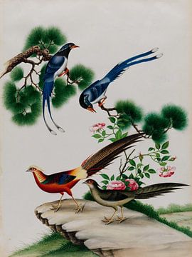 Tingqua~pheasants and blue magpie