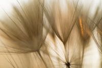 Touched by sunlight (seed fluff with a little orange sunlight)