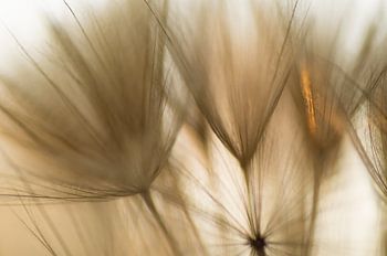 Vom Sonnenlicht berührt (Samenflaum mit ein wenig orangefarbenem Sonnenlicht)