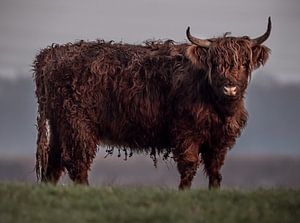 Highlander looks at you by natascha verbij