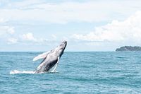 Whales