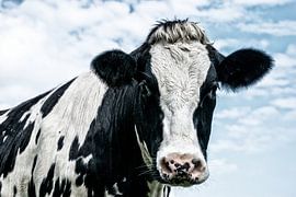 Portrait of a curious cow by Jessica Berendsen