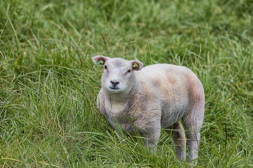 Schattig lammetje in een wei