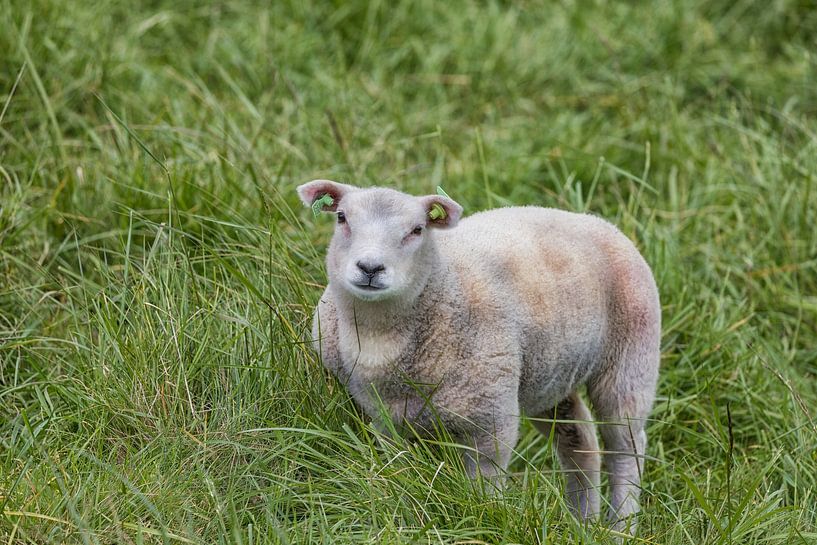 Cute little lamb on a meadow by Jan Schneckenhaus