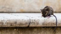 Muis op de trap in Italie 