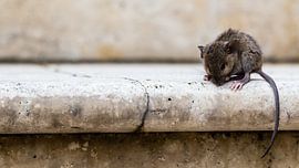 Muis op de trap in Italie  by Matthijs de Rooij