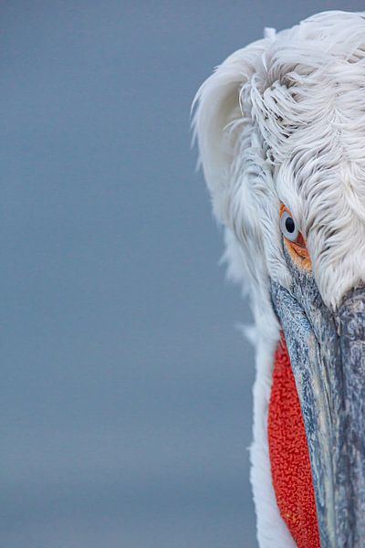 artful half pelican by Kris Hermans