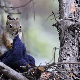 Squirrel mit Handschuh von Frank Fichtmüller