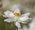 Anemone by Tonia Beumer thumbnail