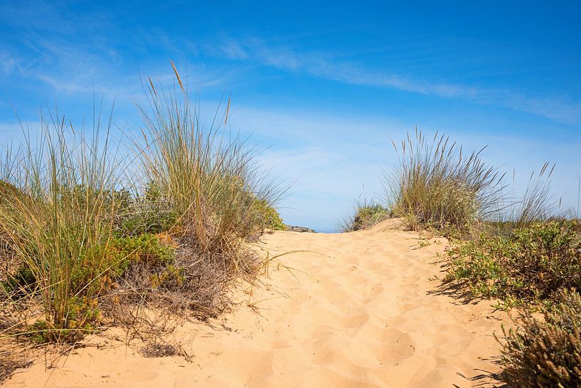 sandy path and dune grass, mediterranean nature Portugal by SusaZoom