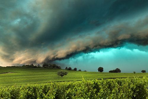 Kleine Kalmit in de zuidelijke Pfalz