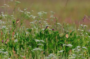 Whinchat