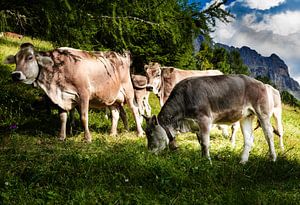 Südtirol Kuhherde auf der Alm