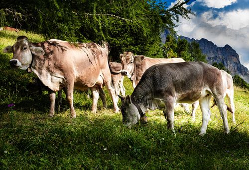 Zuid-Tirol Koe kudde op de alpenweide