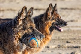 Focus by Daan van der Heijden