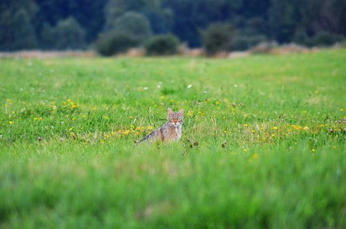 Wilde kat