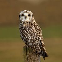 Short-eared Owl