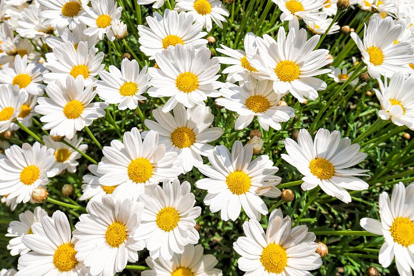 the spring feeling by eric van der eijk