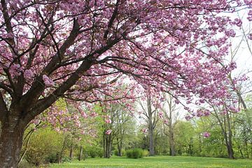 Fleurs de cerisier dans le parc thermal de Bad Neustadt
