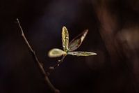 Autumn leafs