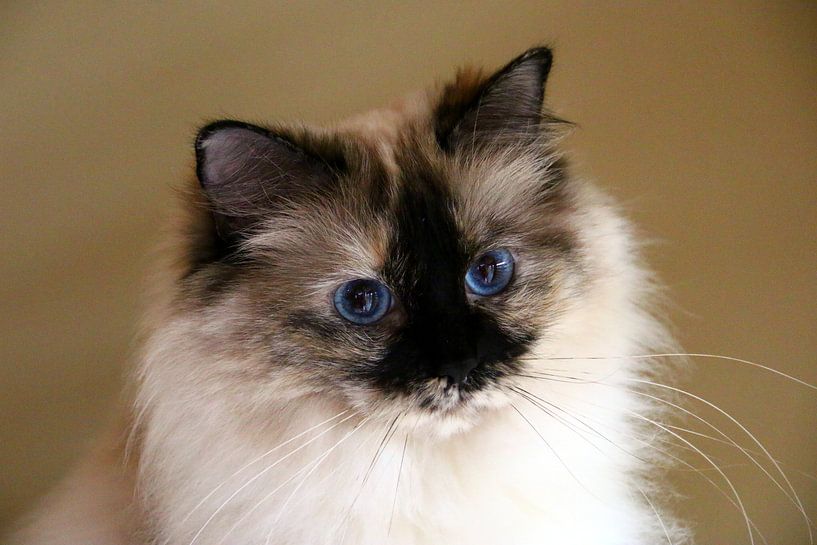 Ragdoll poesje Miracles Douces Daisy van Corry Husada-Ghesquiere