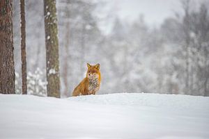 Fuchs im Schnee, Schweden