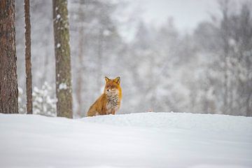 Vos in de sneeuw, Zweden van Gert Hilbink