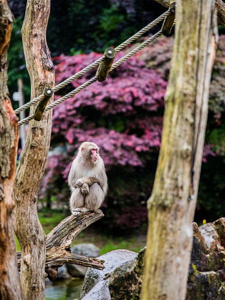 Macaque japonais par de buurtfotograaf Leontien