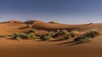 Sahara