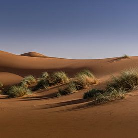 Sahara van Koos SOHNS   (KoSoZu-Photography)