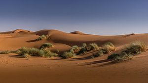 Sahara