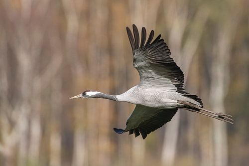 Kraanvogel vliegend over een veld met een bos op de achtergrond