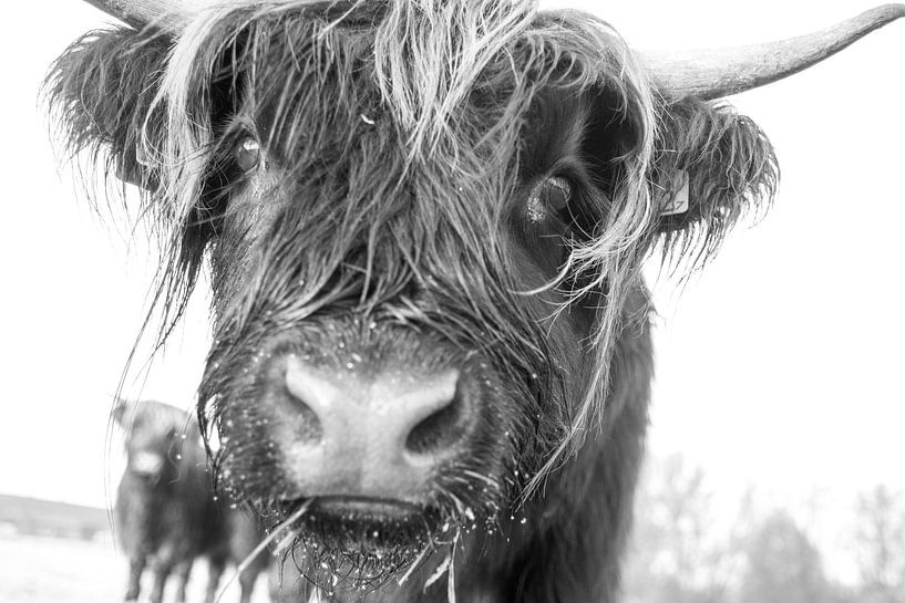 Scottish Highlander by Janneke Snellink