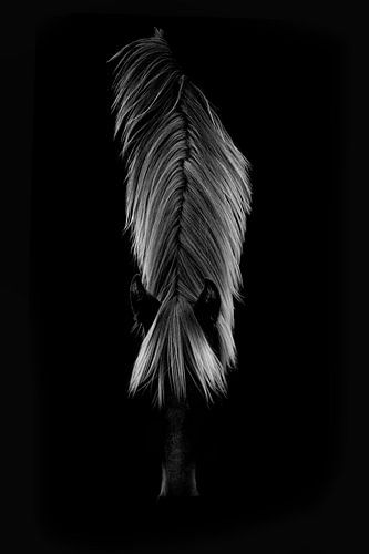 Sluier van Licht Minimalistisch Paardenportret paard - manen