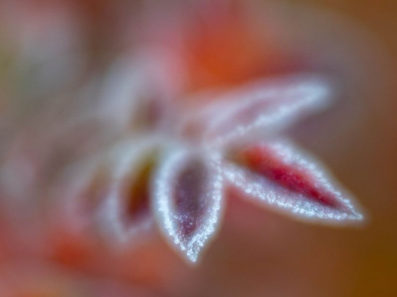 Autumn leaves after the first frost by Claudia Lipschitz