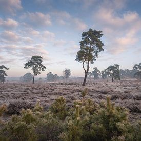 Kiefern mit Fichten im Vordergrund | Winter auf der Veluwe von Marijn Alons