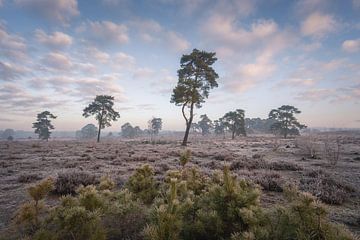 Pine trees with spruce in the foreground | Winter on the Veluwe by Marijn Alons