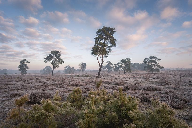 Pins avec épicéas au premier plan | L'hiver sur la Veluwe par Marijn Alons