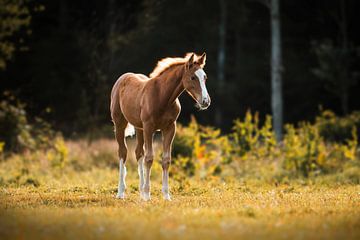 Foal in the summer sun by Lotte van Alderen