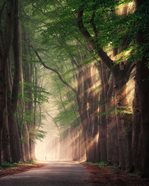 Running the ladder von Rob Visser