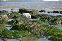 Gull with scribble