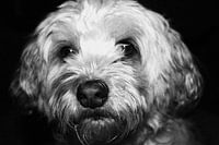 little dog