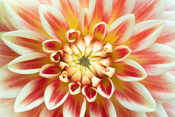 Liefde voor dahlia's 3 van Cindy Mulder
