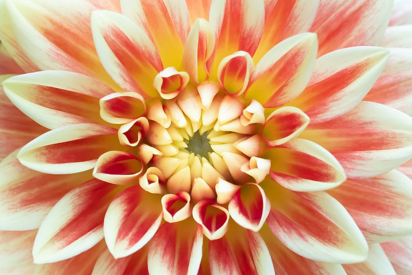 Liefde voor dahlia's 3 van Cindy Mulder