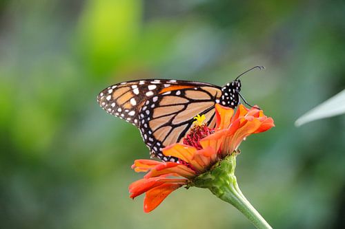 Schmetterling 1