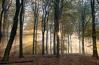 Stralende zonsopkomst in het herfstbos van Cor de Hamer thumbnail